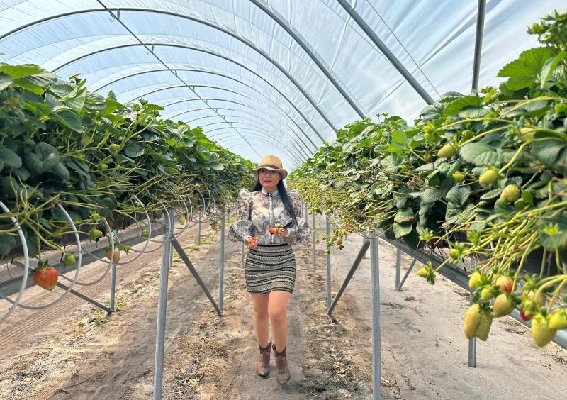 Ngày Tết gặp nữ triệu phú dâu tây gốc Việt xinh đẹp ở Úc: Hàng chục tấn dâu/ngày với tình yêu nông trại đặc biệt- Ảnh 8. Ngày Tết gặp nữ triệu phú dâu tây gốc Việt xinh đẹp ở Úc: Hàng chục tấn dâu/ngày với tình yêu nông trại đặc biệt- Ảnh 8.