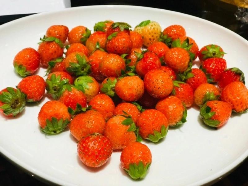 Uống nước ép trái cây rau củ tươi có dễ bị nhiễm sán? - Ảnh 1. Uống nước ép trái cây rau củ tươi có dễ bị nhiễm sán? - Ảnh 1.