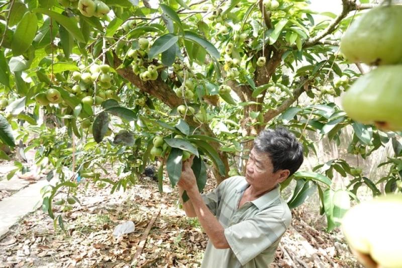Mận xanh đường 'hồi sinh', nhà vườn miền Tây thu nhập hàng trăm triệu đồng/năm- Ảnh 2.