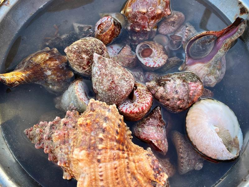 13 đặc khu của Việt Nam: Lý Sơn - đặc khu đất chật người đông- Ảnh 31. 13 đặc khu của Việt Nam: Lý Sơn - đặc khu đất chật người đông- Ảnh 31.