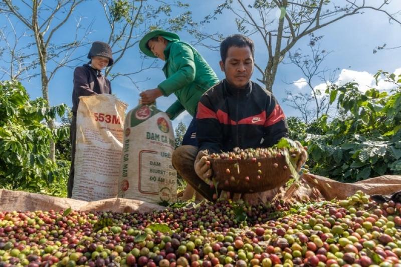 Thời cơ vàng cho cà phê Việt Nam- Ảnh 2. Thời cơ vàng cho cà phê Việt Nam- Ảnh 2.