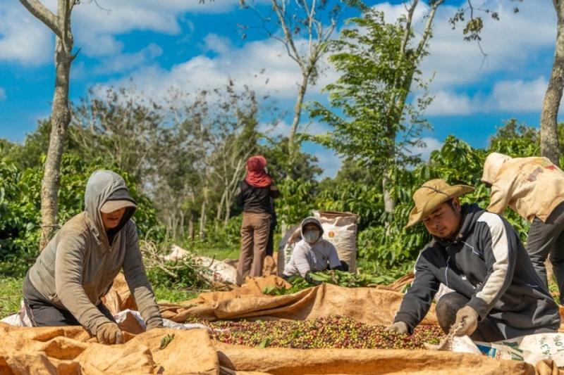 Thời cơ vàng cho cà phê Việt Nam- Ảnh 4. Thời cơ vàng cho cà phê Việt Nam- Ảnh 4.