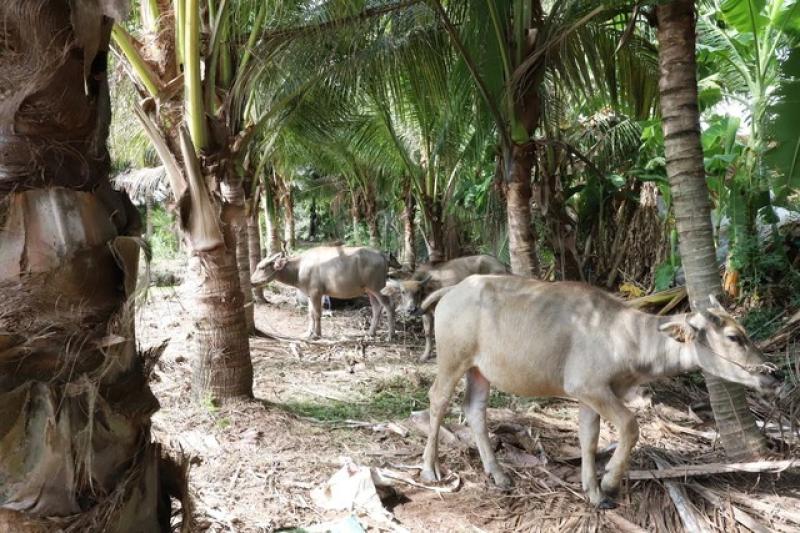 Độc nhất miền Tây: Lão nông dành tiền đi cứu mạng trâu bò tại lò mổ - Ảnh 3.