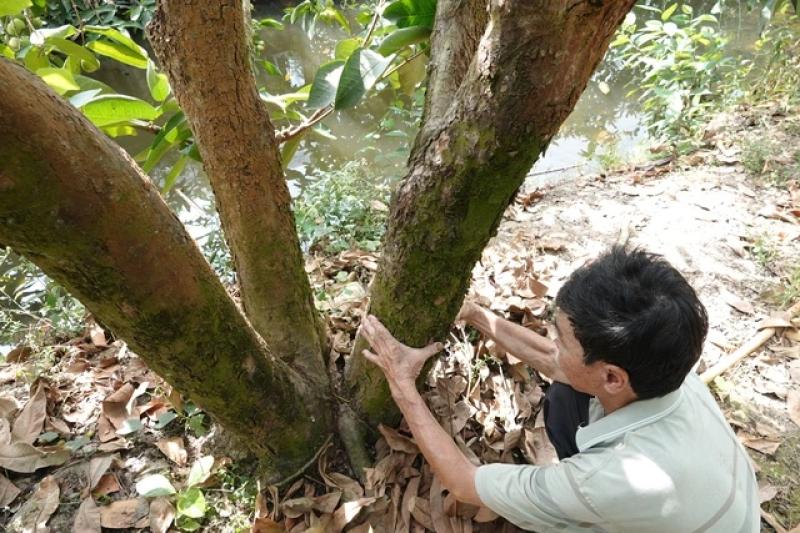 Mận xanh đường 'hồi sinh', nhà vườn miền Tây thu nhập hàng trăm triệu đồng/năm- Ảnh 3.