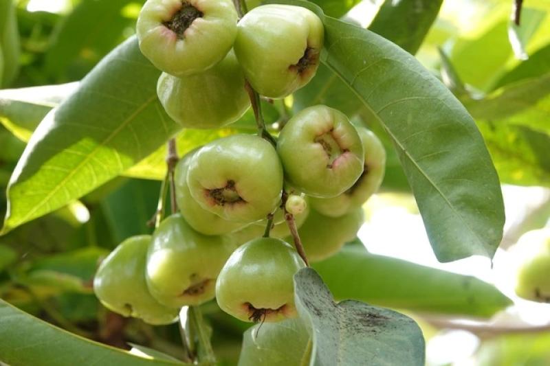 Mận xanh đường 'hồi sinh', nhà vườn miền Tây thu nhập hàng trăm triệu đồng/năm- Ảnh 6.