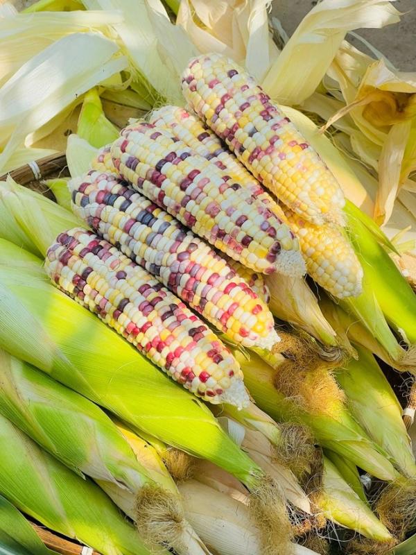 Khu vườn trên sân thượng trái nào cũng căng tròn tại Đà Nẵng - Ảnh 4.