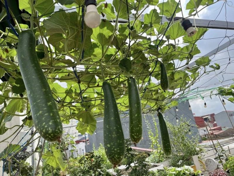 Sợ thực phẩm bẩn, mẹ đảm trồng vườn cây sum suê trên sân thượng cho con ăn - Ảnh 5.