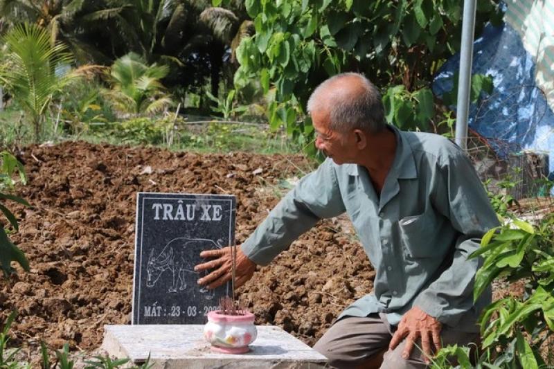 Độc nhất miền Tây: Lão nông dành tiền đi cứu mạng trâu bò tại lò mổ - Ảnh 5.