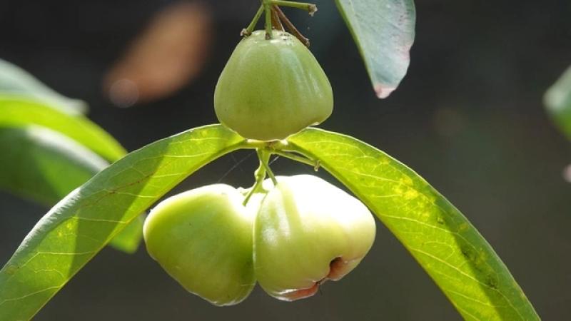 Mận xanh đường 'hồi sinh', nhà vườn miền Tây thu nhập hàng trăm triệu đồng/năm- Ảnh 4.