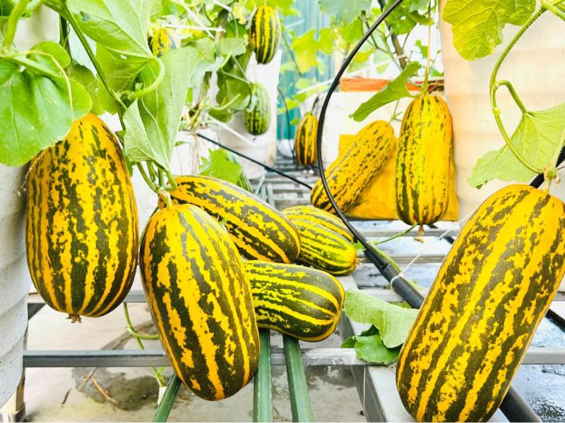 Vườn dưa trên sân thượng của người phụ nữ đẹp mê, quả chín vàng ruộm  - Ảnh 1.