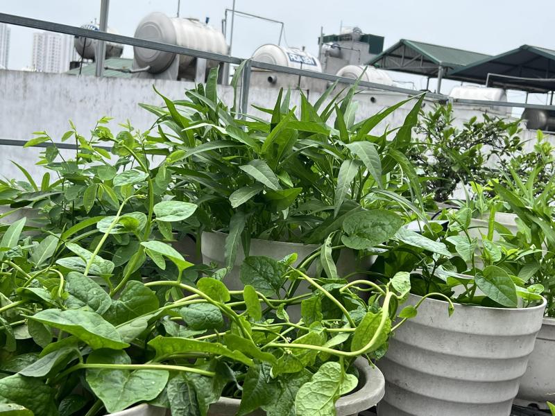 Vườn dưa trên sân thượng của người phụ nữ đẹp mê, quả chín vàng ruộm  - Ảnh 8.