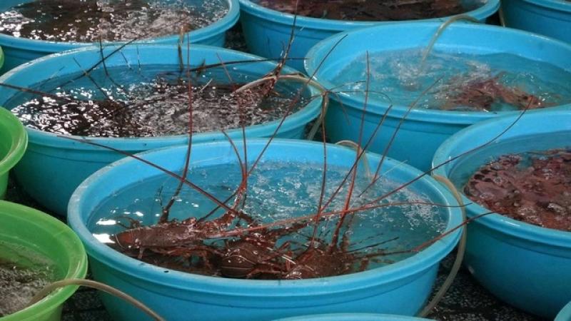 Lộ diện những hộ kinh doanh thu 'khủng'- Ảnh 1. Lộ diện những hộ kinh doanh thu 'khủng'- Ảnh 1.