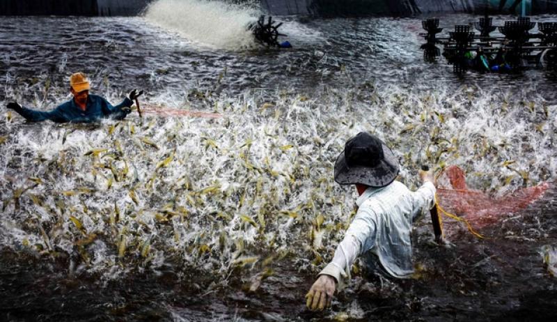 Hợp nhất Bạc Liêu - Cà Mau mở rộng không gian phát triển- Ảnh 1. Hợp nhất Bạc Liêu - Cà Mau mở rộng không gian phát triển- Ảnh 1.
