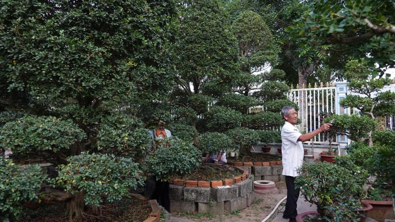 Ngắm vườn nguyệt quế của lão nông miền Tây, nhiều cây 30 - 50 năm tuổi - Ảnh 1.