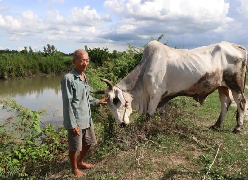 Độc nhất miền Tây: Lão nông dành tiền đi cứu mạng trâu bò tại lò mổ - Ảnh 1.