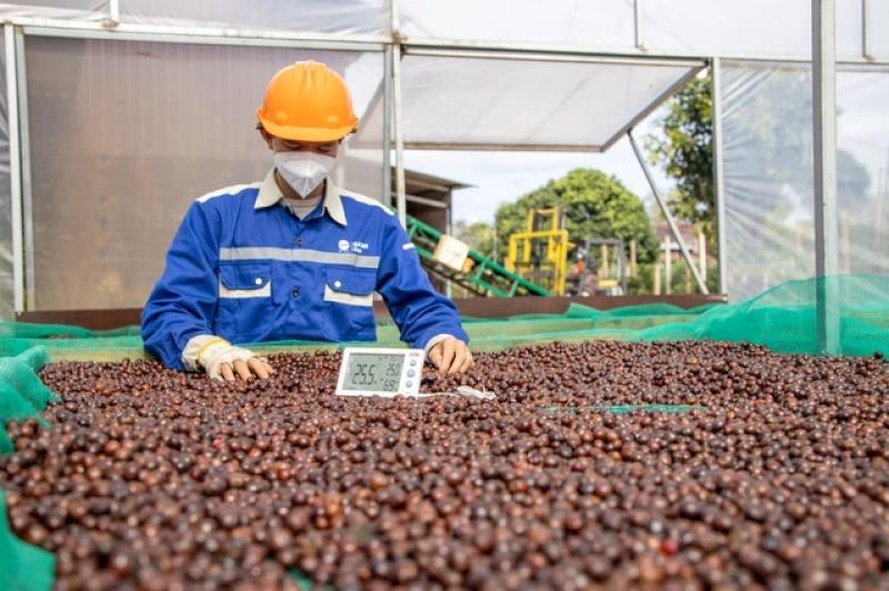 Giá cà phê lao dốc, dừa tăng vọt vì sao?- Ảnh 1. Giá cà phê lao dốc, dừa tăng vọt vì sao?- Ảnh 1.