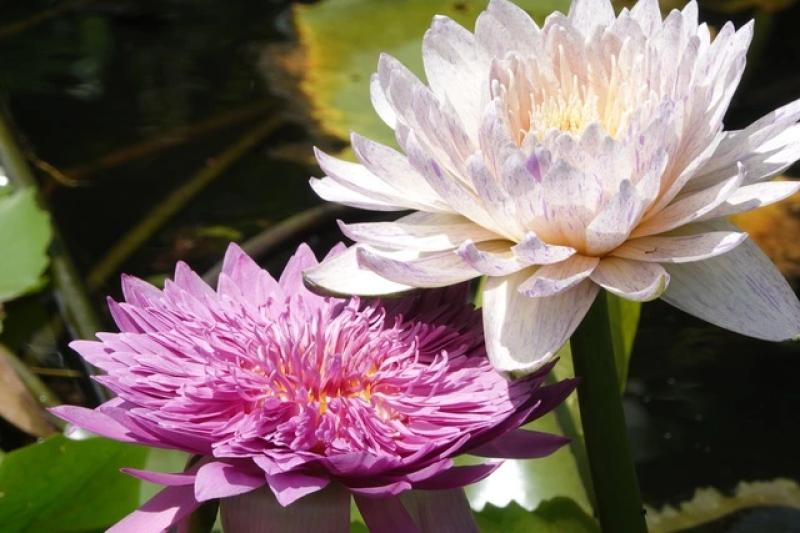 Trồng hoa súng kiểng trong vườn sầu riêng, thu lãi hơn 60 triệu đồng/tháng- Ảnh 11. Trồng hoa súng kiểng trong vườn sầu riêng, thu lãi hơn 60 triệu đồng/tháng- Ảnh 11.