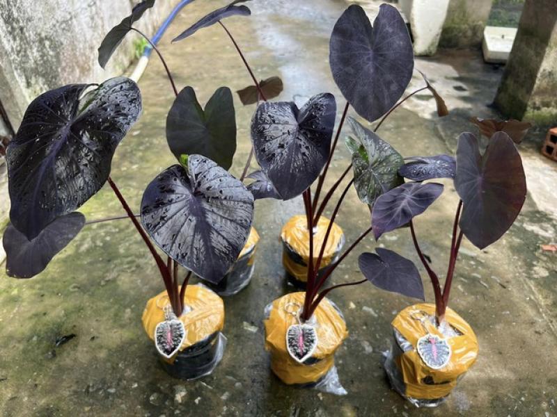 Khu vườn của kỹ sư xây dựng có nhiều kiểng lá và cây ổ rồng độc lạ - Ảnh 3. Khu vườn của kỹ sư xây dựng có nhiều kiểng lá và cây ổ rồng độc lạ - Ảnh 3.