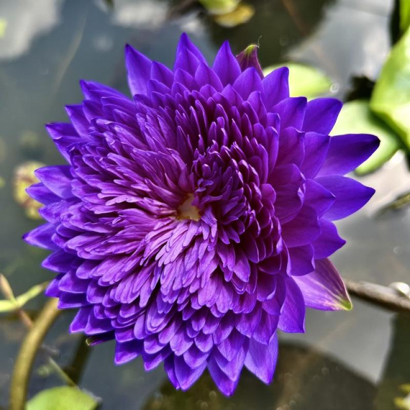 Trồng hoa súng kiểng trong vườn sầu riêng, thu lãi hơn 60 triệu đồng/tháng- Ảnh 12. Trồng hoa súng kiểng trong vườn sầu riêng, thu lãi hơn 60 triệu đồng/tháng- Ảnh 12.