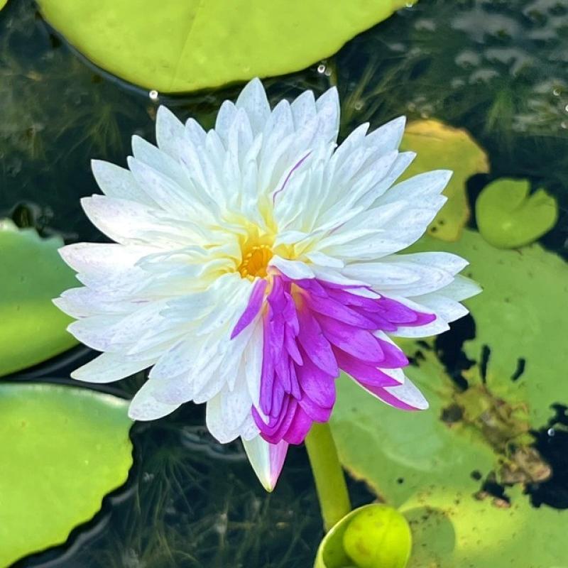 Trồng hoa súng kiểng trong vườn sầu riêng, thu lãi hơn 60 triệu đồng/tháng- Ảnh 13. Trồng hoa súng kiểng trong vườn sầu riêng, thu lãi hơn 60 triệu đồng/tháng- Ảnh 13.