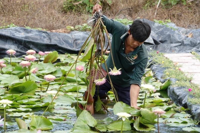 Trồng hoa súng kiểng trong vườn sầu riêng, thu lãi hơn 60 triệu đồng/tháng- Ảnh 14. Trồng hoa súng kiểng trong vườn sầu riêng, thu lãi hơn 60 triệu đồng/tháng- Ảnh 14.