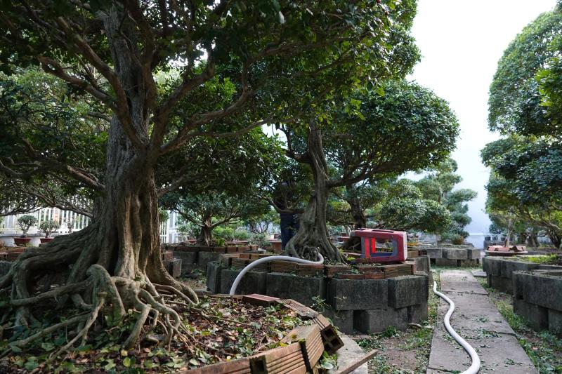 Ngắm vườn nguyệt quế của lão nông miền Tây, nhiều cây 30 - 50 năm tuổi - Ảnh 2.
