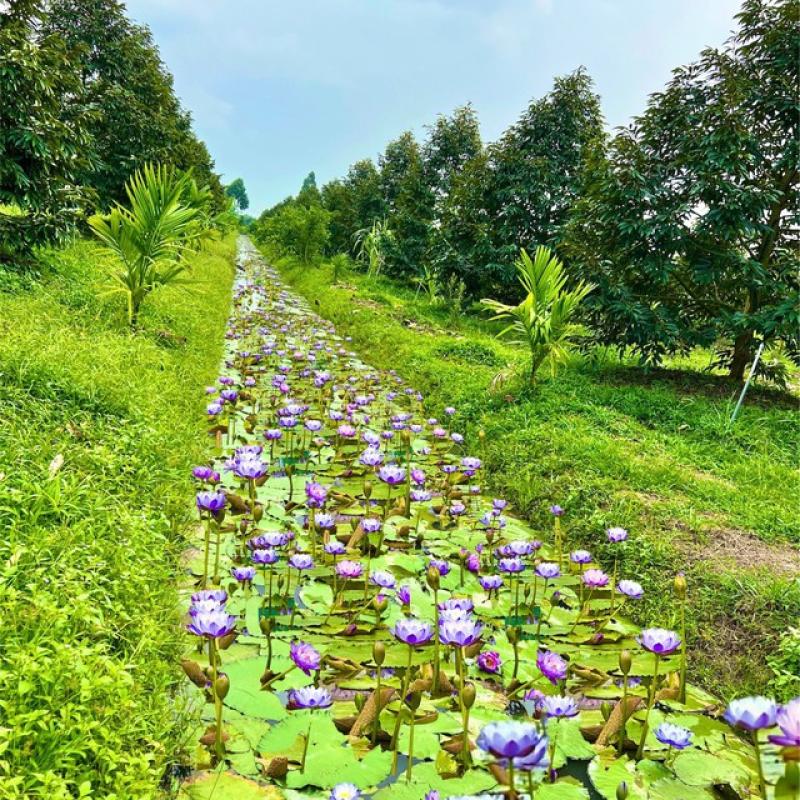 Trồng hoa súng kiểng trong vườn sầu riêng, thu lãi hơn 60 triệu đồng/tháng- Ảnh 3. Trồng hoa súng kiểng trong vườn sầu riêng, thu lãi hơn 60 triệu đồng/tháng- Ảnh 3.