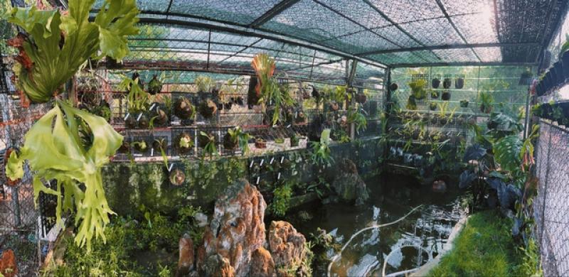 Khu vườn của kỹ sư xây dựng có nhiều kiểng lá và cây ổ rồng độc lạ - Ảnh 2. Khu vườn của kỹ sư xây dựng có nhiều kiểng lá và cây ổ rồng độc lạ - Ảnh 2.
