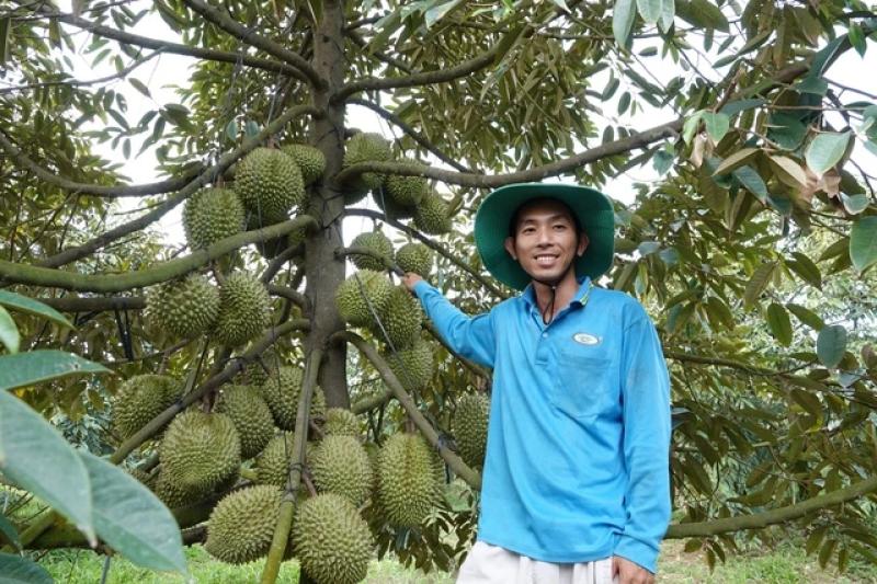 Thạc sĩ trẻ về quê trồng sầu riêng, thu lãi tiền tỉ mỗi năm- Ảnh 1. Một cây sầu riêng trong vườn của Tuyễn cho trái khắp thân và nhánh