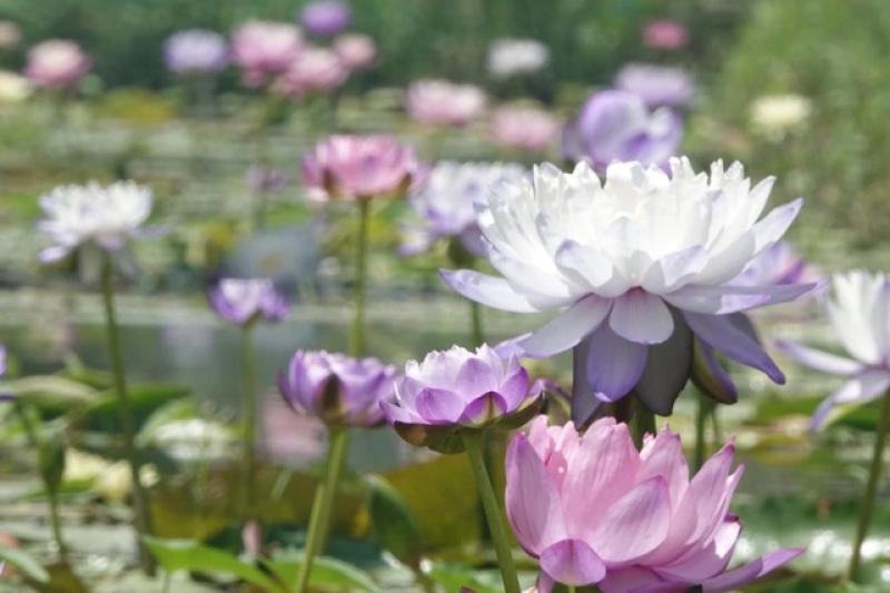 Trồng hoa súng kiểng trong vườn sầu riêng, thu lãi hơn 60 triệu đồng/tháng- Ảnh 5. Trồng hoa súng kiểng trong vườn sầu riêng, thu lãi hơn 60 triệu đồng/tháng- Ảnh 5.