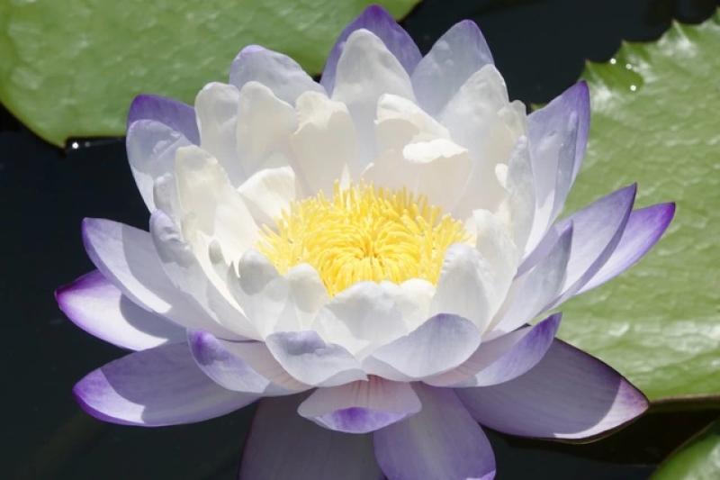 Trồng hoa súng kiểng trong vườn sầu riêng, thu lãi hơn 60 triệu đồng/tháng- Ảnh 6. Trồng hoa súng kiểng trong vườn sầu riêng, thu lãi hơn 60 triệu đồng/tháng- Ảnh 6.