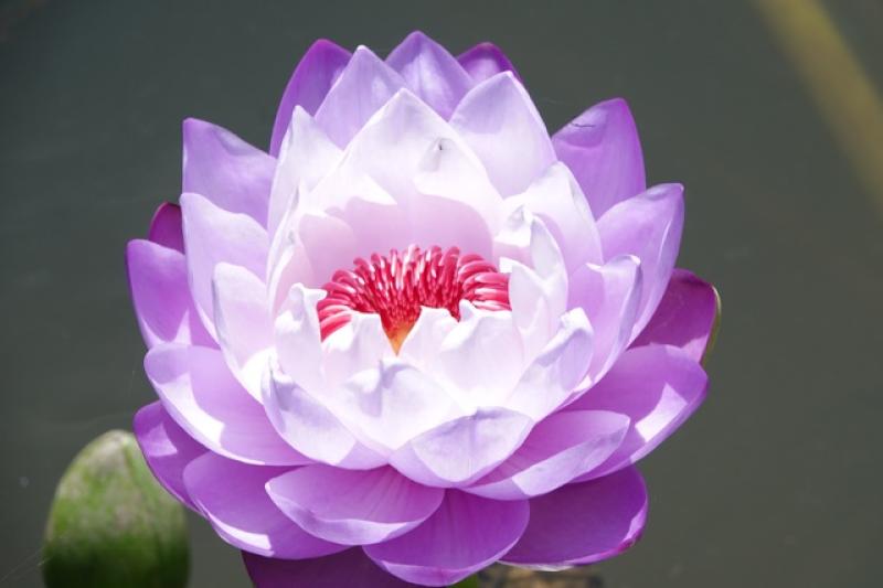 Trồng hoa súng kiểng trong vườn sầu riêng, thu lãi hơn 60 triệu đồng/tháng- Ảnh 8. Trồng hoa súng kiểng trong vườn sầu riêng, thu lãi hơn 60 triệu đồng/tháng- Ảnh 8.