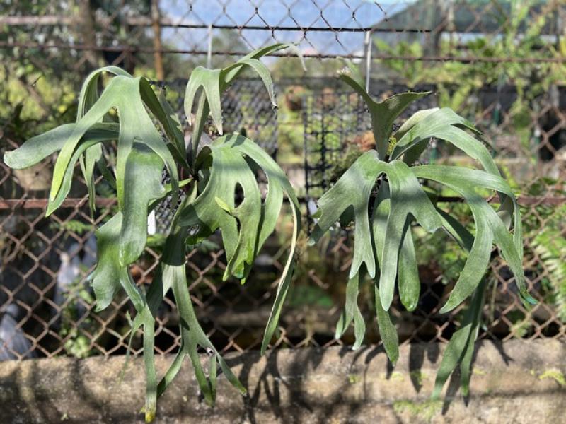Khu vườn của kỹ sư xây dựng có nhiều kiểng lá và cây ổ rồng độc lạ - Ảnh 6. Khu vườn của kỹ sư xây dựng có nhiều kiểng lá và cây ổ rồng độc lạ - Ảnh 6.