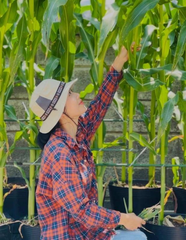 Khu vườn trên sân thượng trái nào cũng căng tròn tại Đà Nẵng - Ảnh 9. Khu vườn trên sân thượng trái nào cũng căng tròn tại Đà Nẵng - Ảnh 9.