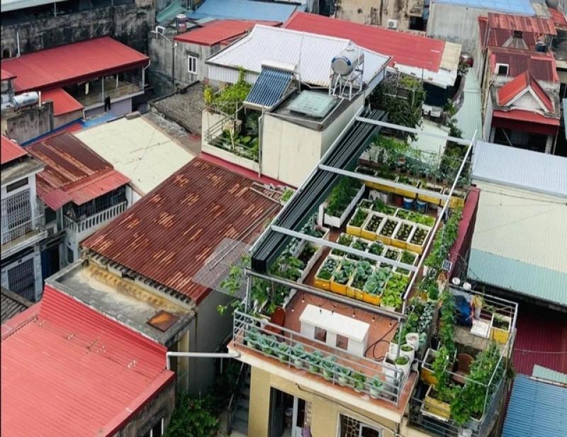 Sợ thực phẩm bẩn, mẹ đảm trồng vườn cây sum suê trên sân thượng cho con ăn - Ảnh 1.