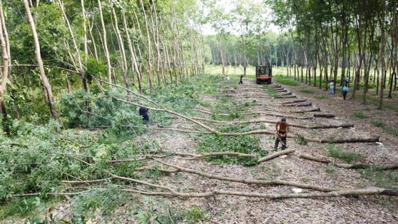 UBND tỉnh Bình Phước 'bác' toàn bộ kiến nghị của Tập đoàn Sơn Hải- Ảnh 4. UBND tỉnh Bình Phước 'bác' toàn bộ kiến nghị của Tập đoàn Sơn Hải- Ảnh 4.