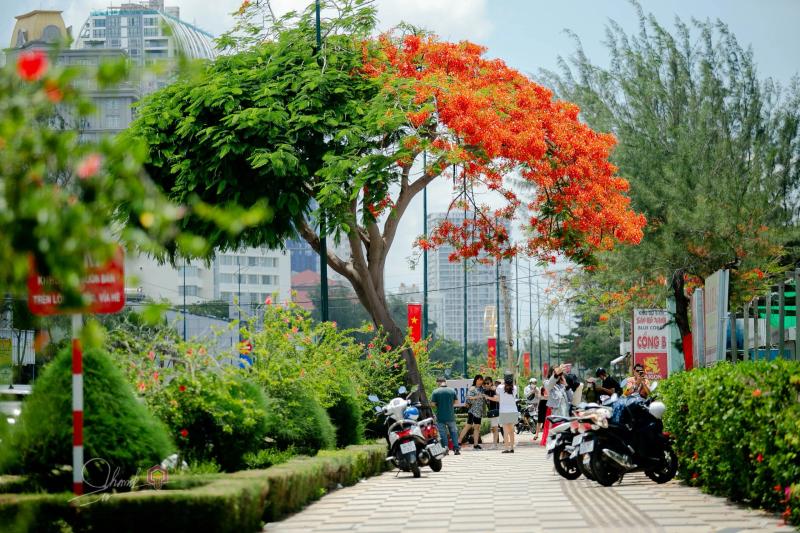 Cây phượng nửa lá nửa hoa độc lạ ở Vũng Tàu khiến du khách ngỡ ngàng hè 2025 - Ảnh 4. Cây phượng nửa lá nửa hoa độc lạ ở Vũng Tàu khiến du khách ngỡ ngàng hè 2025 - Ảnh 4.