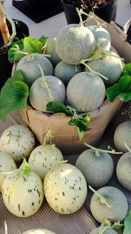 Khu vườn trên sân thượng trái nào cũng căng tròn tại Đà Nẵng - Ảnh 7.
