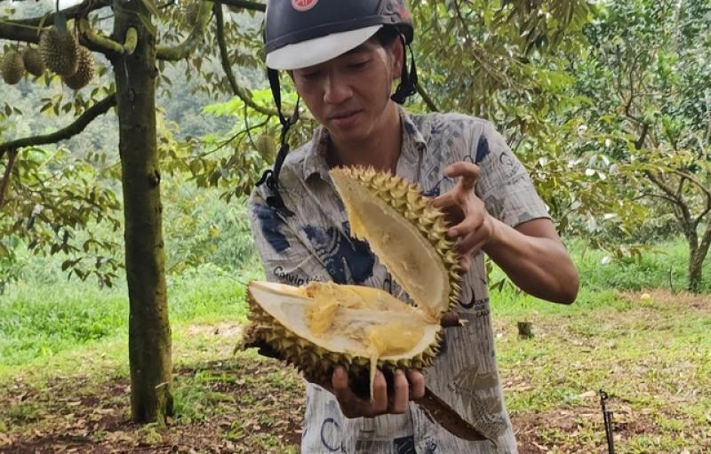Đồng Nai: Sầu riêng chín rụng, thương lái lẫn chủ vườn đều 'khóc' - Ảnh 2.