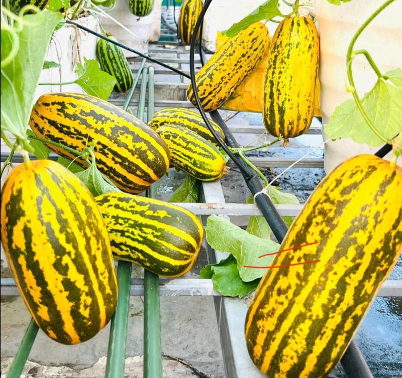 Vườn dưa trên sân thượng của người phụ nữ đẹp mê, quả chín vàng ruộm  - Ảnh 3.