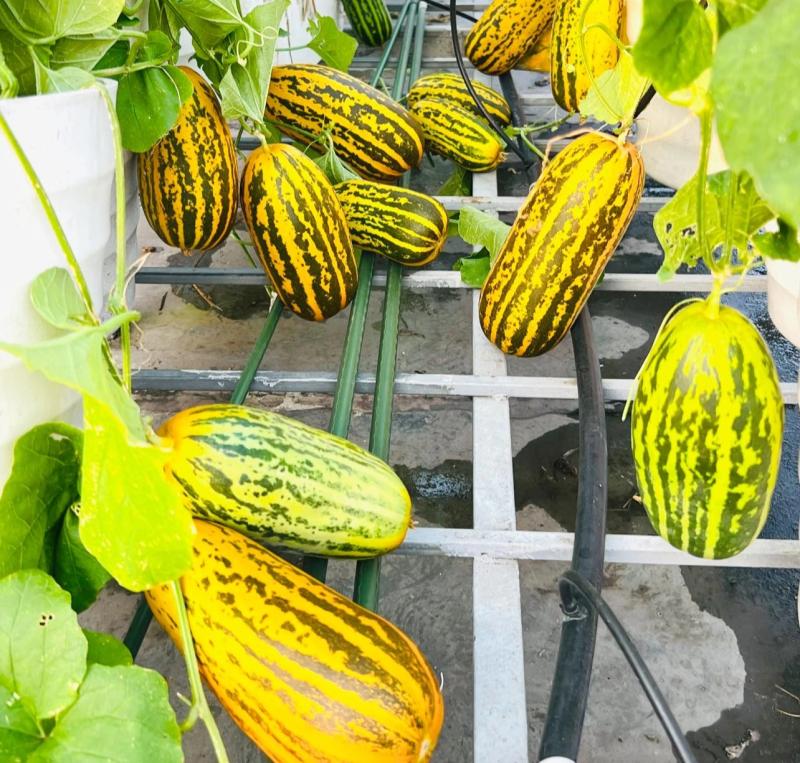 Vườn dưa trên sân thượng của người phụ nữ đẹp mê, quả chín vàng ruộm  - Ảnh 4.