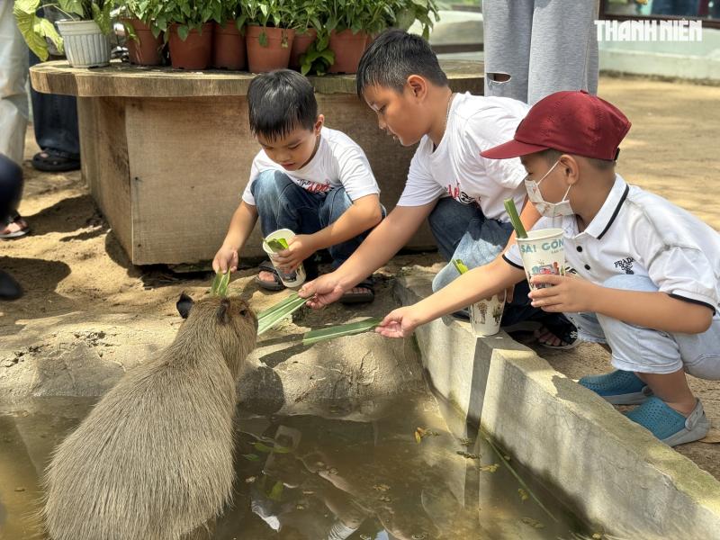 Vườn thú mới toanh ngay trung tâm TP.HCM: Capybara, cầy Meerkat... bé nào cũng mê - Ảnh 4. Vườn thú mới toanh ngay trung tâm TP.HCM: Capybara, cầy Meerkat... bé nào cũng mê - Ảnh 4.