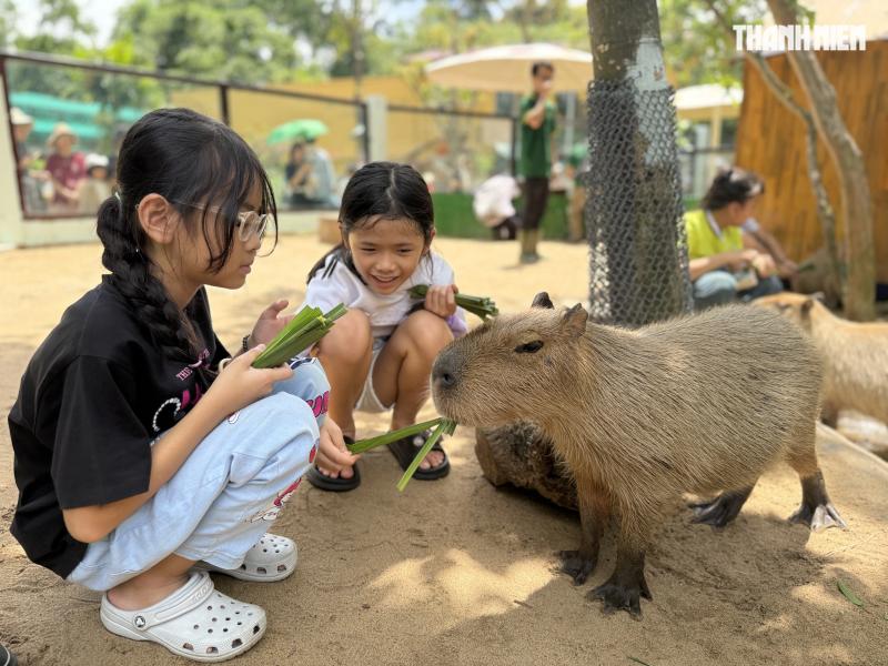 Vườn thú mới toanh ngay trung tâm TP.HCM: Capybara, cầy Meerkat... bé nào cũng mê - Ảnh 2. Vườn thú mới toanh ngay trung tâm TP.HCM: Capybara, cầy Meerkat... bé nào cũng mê - Ảnh 2.