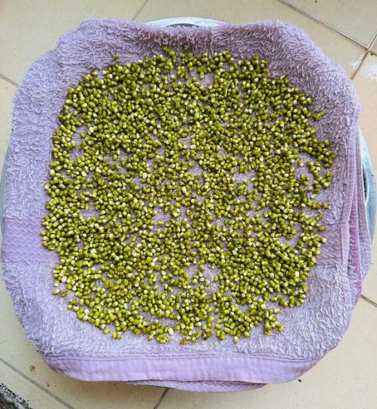 Đừng lo giá đỗ ngâm hóa chất, bà nội trợ chỉ cách làm nhàn tênh - Ảnh 2.