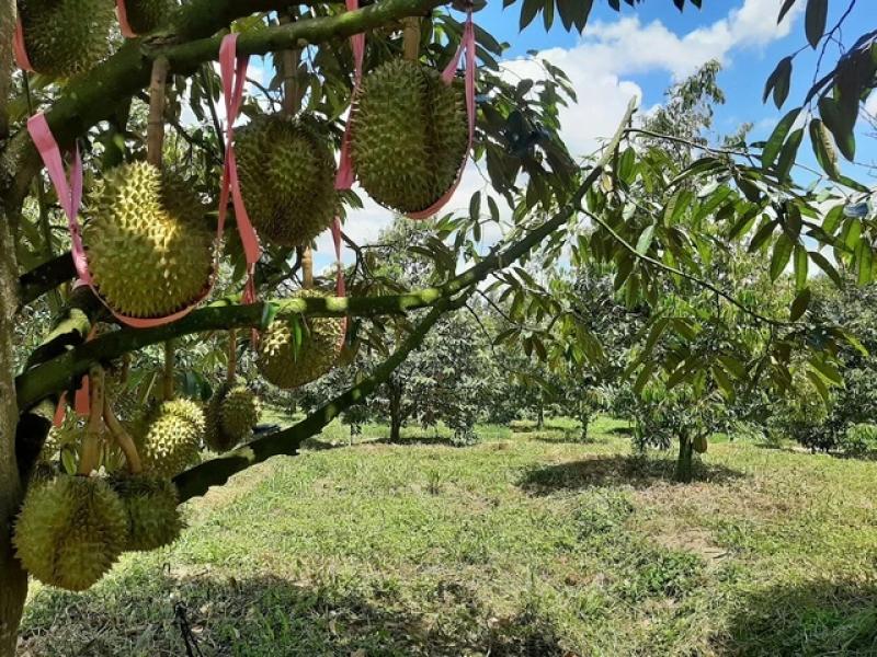 Hoàng Anh Gia Lai có nhiều dư địa phát triển sầu riêng - Ảnh 1.