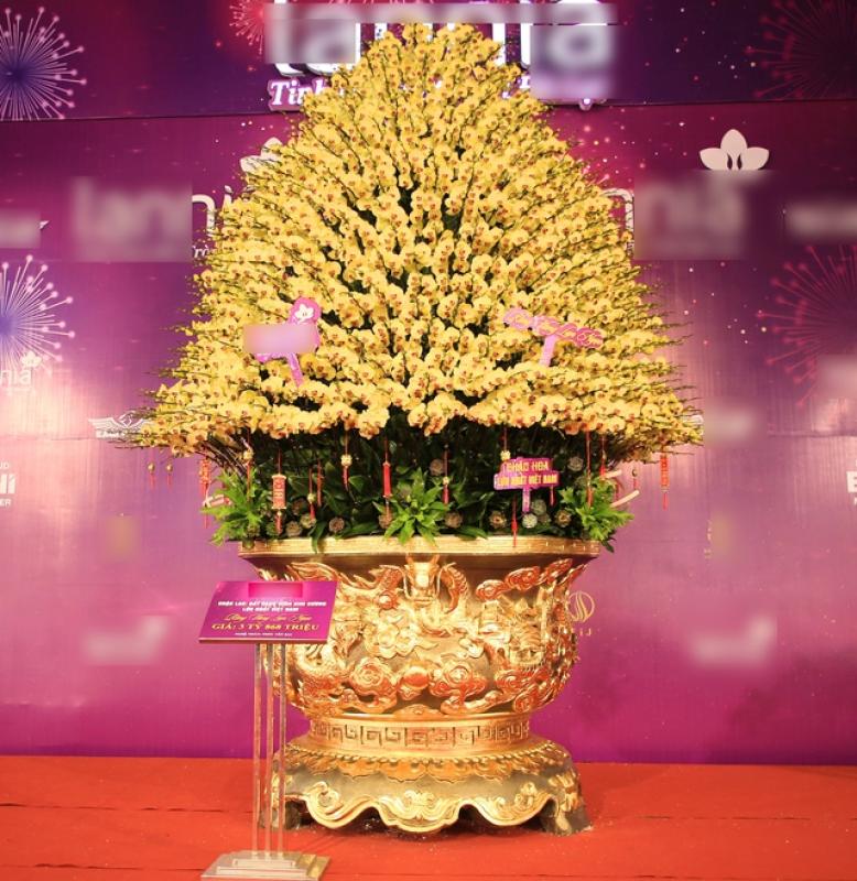 Chậu lan khổng lồ, giá tiền tỉ... 4 năm vẫn chờ đại gia mua về chơi tết- Ảnh 2. Chậu lan khổng lồ, giá tiền tỉ... 4 năm vẫn chờ đại gia mua về chơi tết- Ảnh 2.