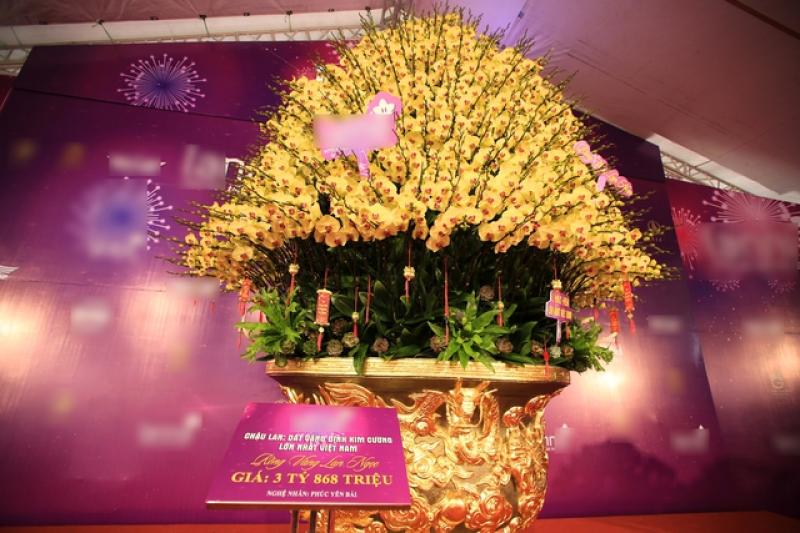 Chậu lan khổng lồ, giá tiền tỉ... 4 năm vẫn chờ đại gia mua về chơi tết- Ảnh 3. Chậu lan khổng lồ, giá tiền tỉ... 4 năm vẫn chờ đại gia mua về chơi tết- Ảnh 3.