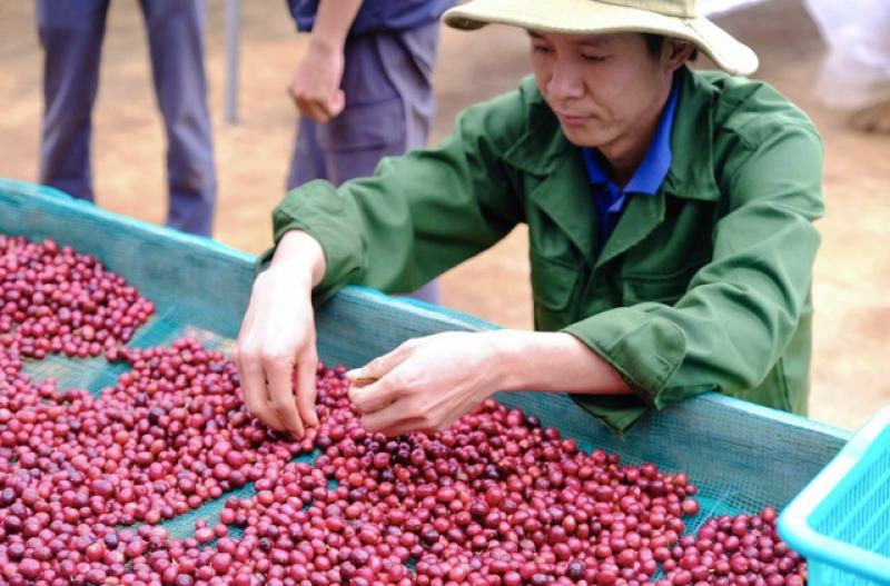 Bỏ học đại học, chàng trai đổi đời nhờ nông nghiệp hữu cơ - Ảnh 4.