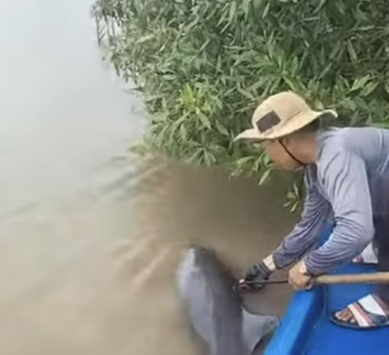 Ngư dân Cà Mau giải cứu cá heo bị chỉa đâm trên sông Gành Hào   - Ảnh 1.