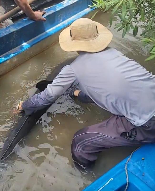 Ngư dân Cà Mau giải cứu cá heo bị chỉa đâm trên sông Gành Hào   - Ảnh 3.